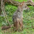 Wild fox in the Yala National Park, Sri Lanka
