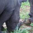 Magomba Swaziland Two battling rhino's in the Mkhaya Game Reserve, Swaziland