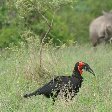 Birdlife in the Mkhaya Game Reserve, Swaziland