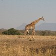Pictures of the Mkhaya Game Reserve, Swaziland, Magomba Swaziland