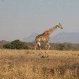 Pictures of the Mkhaya Game Reserve, Swaziland