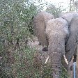 Pictures of an elephant in the Mkhaya Game Reserve, Swaziland, Magomba Swaziland