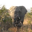 Photos of an elephant in the Mkhaya Game Reserve, Swaziland, Magomba Swaziland