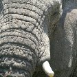 Close up picture of an elepant in the Mkhaya Game Reserve, Swaziland, Magomba Swaziland