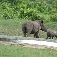 Pictures of a baby rhino in the Mkhaya Game Reserve, Swaziland, Magomba Swaziland