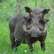 Pictures of a whartog in the Mkhaya Game Reserve, Swaziland