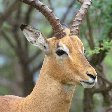 Antilope in the Mkhaya Game Reserve, Swaziland