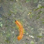 Orange insect in Tikal, Guatemala