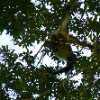 Guided tour to the spider monkeys, Tikal National Park, Arenal Guatemala