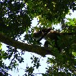 Wildlife spotting in Tikal, Guatemala