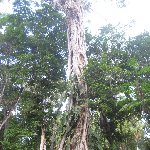 Trees in the Tikal National Park, Guatemala