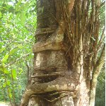 Photos of the trees around Tikal