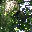 Pictures of the Spider monkeys in the Tikal National Park, Guatemala