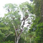 Hiking through the Tikal National Park, Guatemala