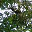 Spider monkeys in the Tikal National Park, Guatemala