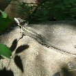 Lizard in Suchitoto, El Salvador