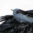 Photo Cockatoo in Wewak, Papua New Guinea Wewak Papua New Guinea