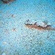 Photos of a Nudibranch, Palau Island