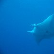 Swimming manta ray in the waters of Palau Island, Koror Palau