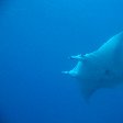 Koror Palau Swimming manta ray in the waters of Palau Island