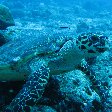 Close up photos of a turtle at Palau Island, Koror Palau