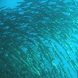 Koror Palau Barracuda's in Palau, Oceania