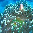 Beautiful picture of a Clown FIsh, Koror Palau