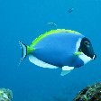 Powder Blue Surgeonfish, Palau Island