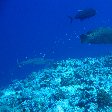 Napoleon Wrasse, Giant Travelly and white tip reef sharks , Koror Palau