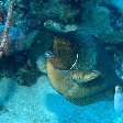 Photos of a spotted unicorn fish, diving Palau