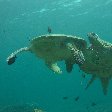 Turtles underwater pictures Palau