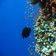 Sailfin Tang , Koror Palau