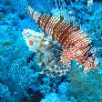 Photos of a Lion fish in Palau