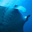 Close up of a Manta Ray, Palau