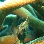 Koror Palau Pictures of a Slender Grouper while diving in Palau