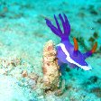 Purple Nudibranch, Palau