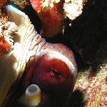 Octopus pictures, diving Palau Island