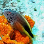 Photo of a Forster's Hawkfish
on sponge, Palau