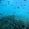 Photos of the glass fish around Palau Island