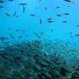 Photos of the glass fish around Palau Island