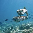 Pictures of Porcupine fish, Palau, Oceania