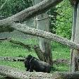 Pictures of the Arnhem Zoo Holland Netherlands Picture Sharing Pictures of the Arnhem Zoo Holland