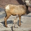 Pictures of the Arnhem Zoo Holland Netherlands Photography