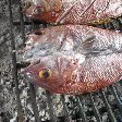 Grilled fish on the BBQ in Dili, Timor