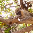 The monkeys in Bijilo Forest Park Bijilo National Park Gambia Diary Tips