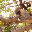   Bijilo National Park Gambia Diary Tips