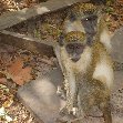 The monkeys in Bijilo Forest Park Bijilo National Park Gambia Pictures