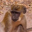 The monkeys in Bijilo Forest Park Bijilo National Park Gambia Trip Guide