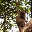 The monkeys in Bijilo Forest Park Bijilo National Park Gambia Travel Guide
