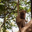 The monkeys in Bijilo Forest Park Bijilo National Park Gambia Travel Guide The monkeys in Bijilo Forest Park